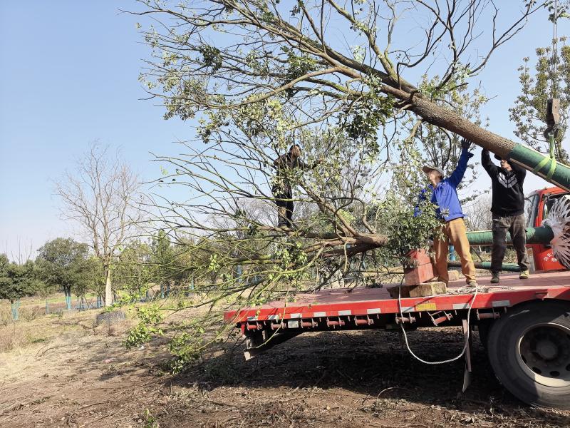 青云苗木合作社