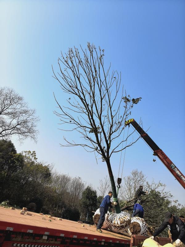 青云苗木合作社