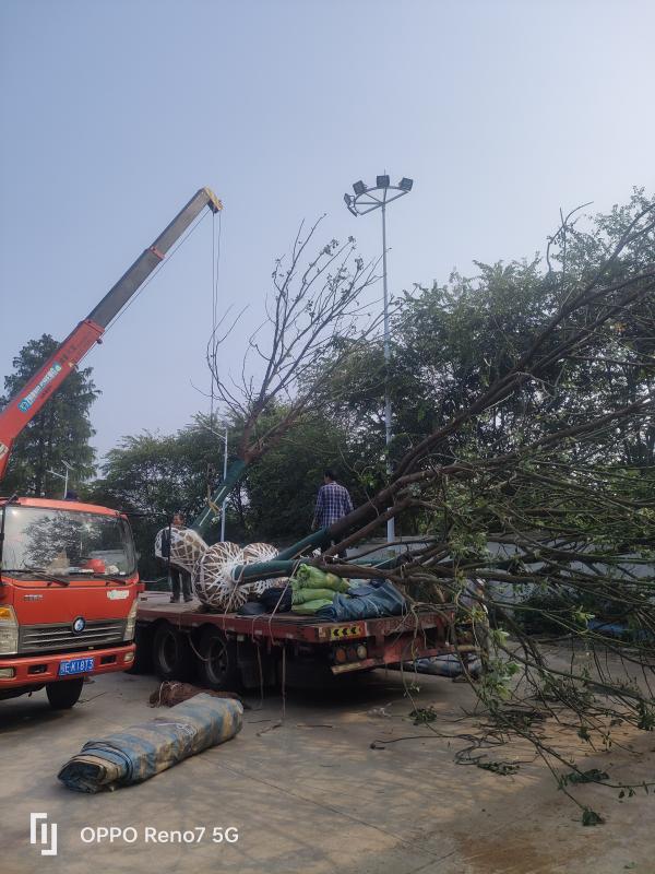 青云苗木合作社