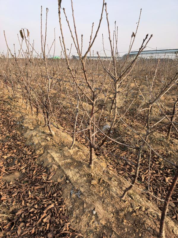 烟台市福山区水果帮苗木种植专业合作社