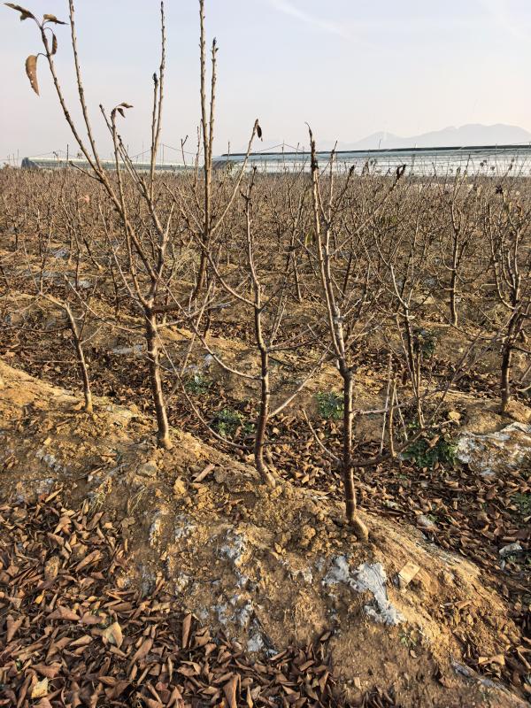 烟台市福山区水果帮苗木种植专业合作社