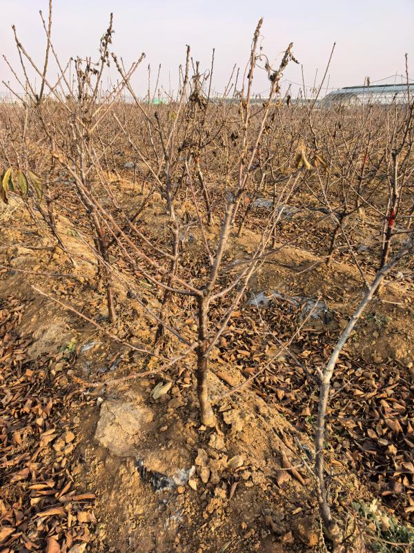 烟台市福山区水果帮苗木种植专业合作社