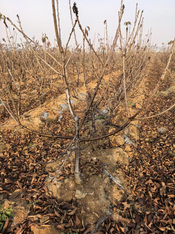 烟台市福山区水果帮苗木种植专业合作社