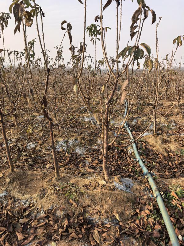 烟台市福山区水果帮苗木种植专业合作社