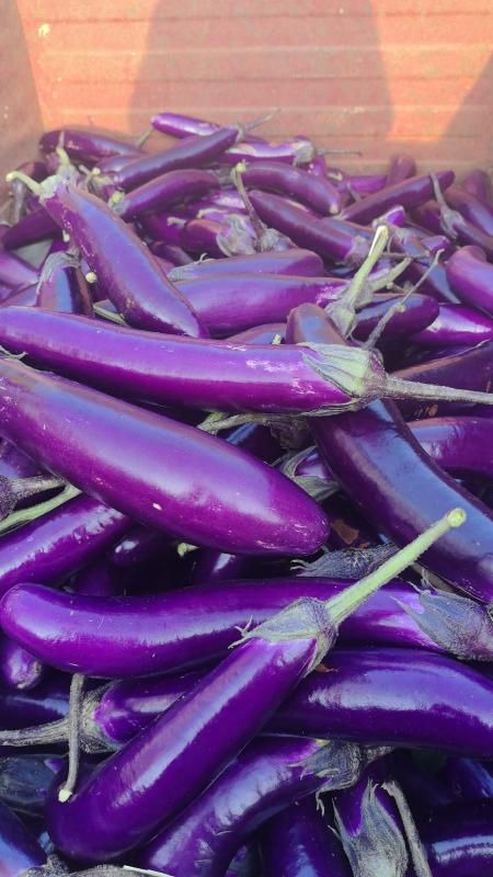 烧烤茄子代收代办