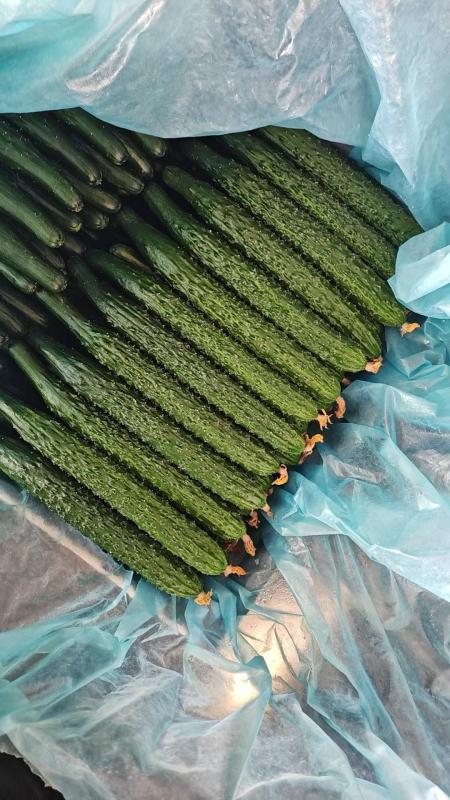 黑亮绿瓤密刺黄瓜