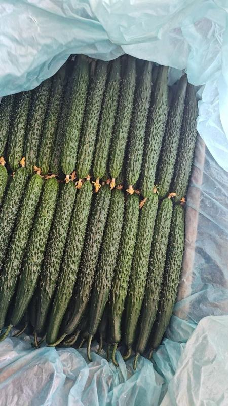 黑亮绿瓤密刺黄瓜