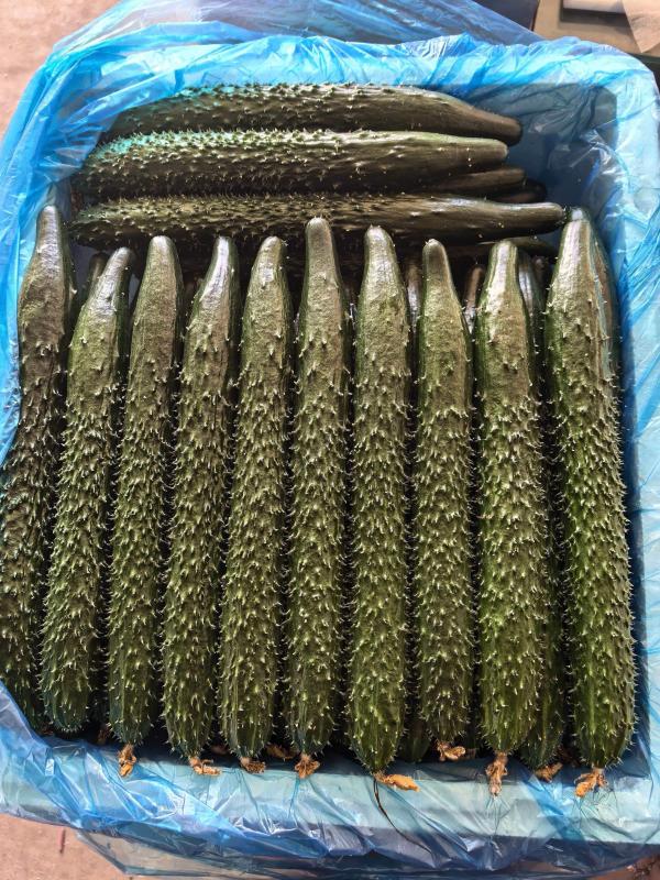 黑亮绿瓤密刺黄瓜