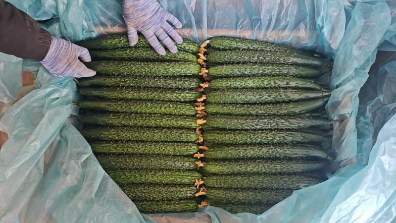 产地直供优质密刺黄瓜