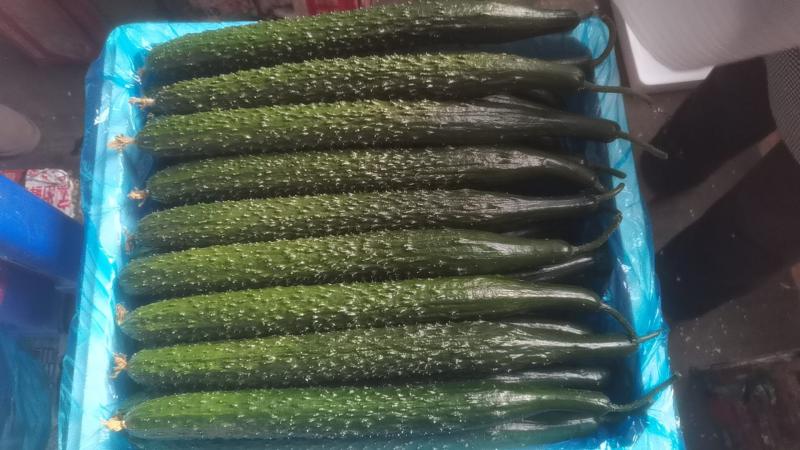 产地直供优质密刺黄瓜