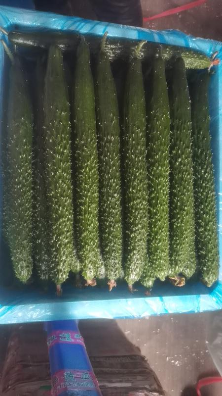 产地直供优质密刺黄瓜