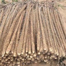 精品<font color=red>山药</font> 咕噜  电商货 赶集货  