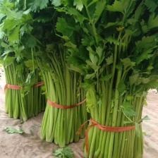 精品香芹 一手货源 品质保证   直供电商 团购 商超