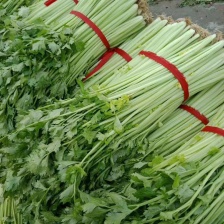 精品香芹 一手货源 品质保证   直供电商 团购 商超