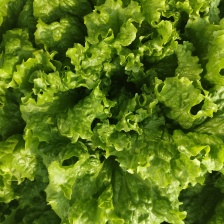 《精选》河北散叶生菜基地直发对接商超团购电商一条龙