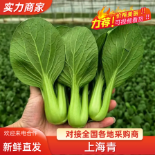 精品油菜上海青一手货源视频看货品质保证以质论价