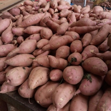 龙薯9号 红心 3两以上