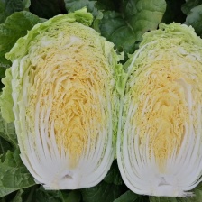 黄心大白菜，开始大量上市，价格不高，大小车随到随装