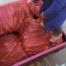 华南九号黄心木薯