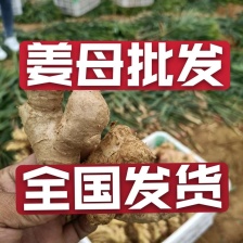 老姜<font color=red>生姜</font>建水大黄姜大量上市中提供一条