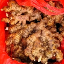 老姜生姜建水大黄姜大量上市中提供一条龙服务