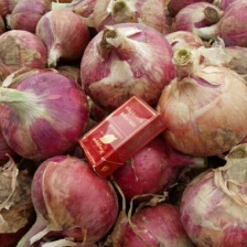 基地直供，代发全国，保质保量