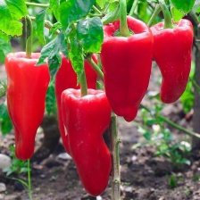 辣椒颜色非常漂亮，大个头大，口感特别好，
