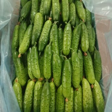 寿光精品水果黄瓜小黄瓜小乳瓜现摘现发基地直发新鲜团购电商超市