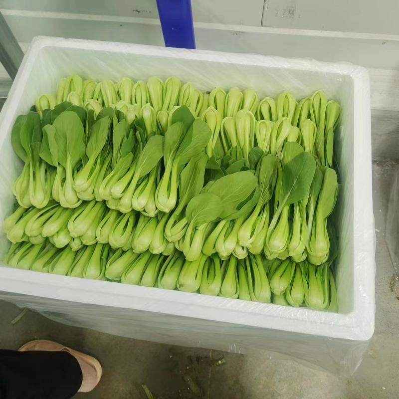 【上海青/小油菜】产地直供/常年批发/全国发货/量大从优