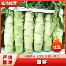 莴笋、红叶莴笋，青叶莴笋，单颗1.5斤总长度40到45