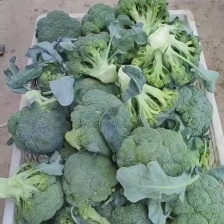 精品西兰花大量上市中