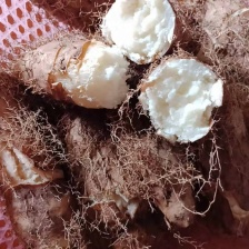 精品毛薯湛江毛薯 货源充足量大从优质量保证欢迎咨询