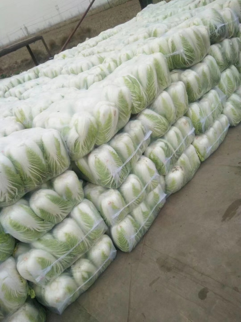 山西长治黄心白菜 无虫眼 无烂叶 质量好价格优 欢迎采购