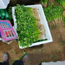 产地<font color=red>香菜</font>继续大量供应，要的老板可以联