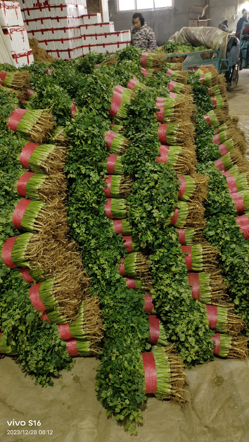 聊城小马哥果蔬代收