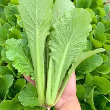 【荐】南通奶白菜 精品小白菜 视频看货 大量供应 发货全国