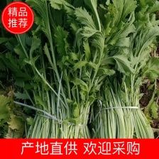 安微亳州雪里红芥菜，批发价，合作共赢，，，，