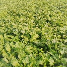 安微亳州雪里红芥菜，批发价，合作共赢，，，，