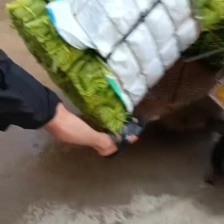 青杆大叶，大量上市产地直销，