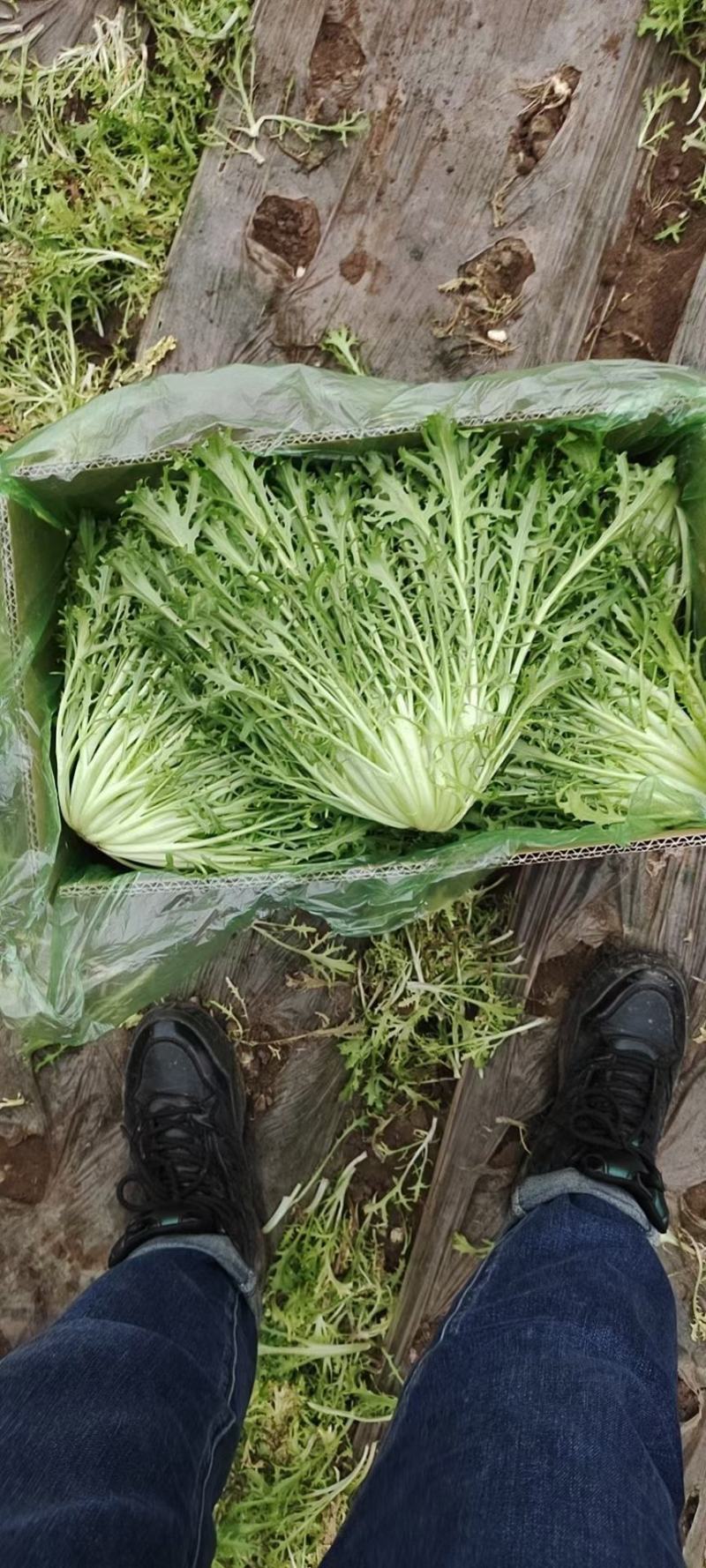 精品苦菊质量好价格低视频看货诚信经营一手货源欢迎来电