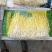 韭黄 头茬 30~40公分