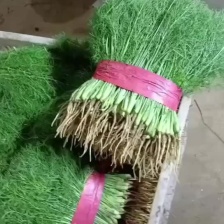 营养多汁茴香长期供应全网低价