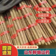 小白嘴山药，安阳小白嘴山药对接全国市场商超批发欢迎下单