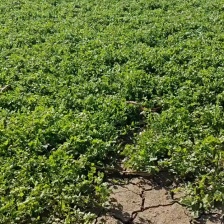 聊城中叶铁杆青<font color=red>香菜</font> 商超平台市场货 