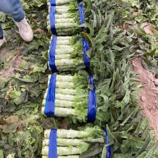 莴苣 安徽红叶香莴苣 红尖叶莴苣 货源稳定代收代发