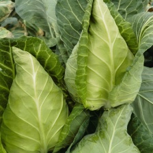 福建省漳州市漳浦县优质品甘蓝菜（牛心菜）