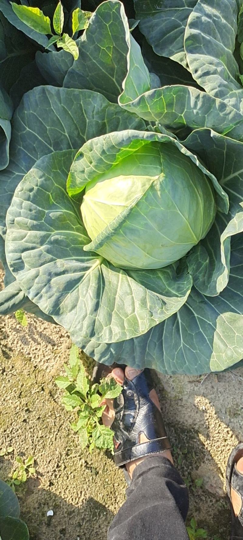 福建省漳州市漳浦县优质品甘蓝菜（牛心菜）