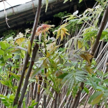 红油6号香椿 品种纯正免费提供技术