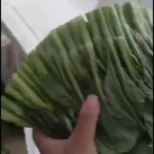 广东菜心，一手货源 量大从优 可供市场批发 商超
