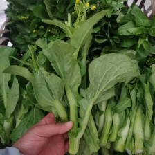 广东菜心，一手货源 量大从优 可供市场批发 商超